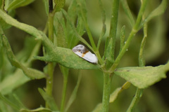 Acontiini