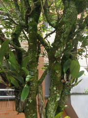 Bauhinia variegata