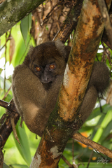 Prolemur simus
