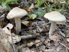 Pluteus petasatus