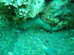 Myoxocephalus