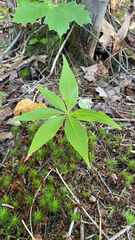 Lysimachia borealis