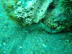 Myoxocephalus