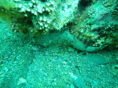 Myoxocephalus