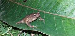 Rhinella alata