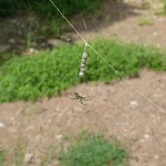 Mecynogea lemniscata