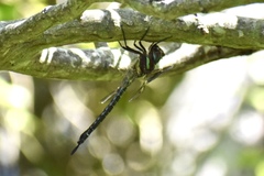 Epiaeschna heros