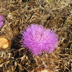 Cardueae