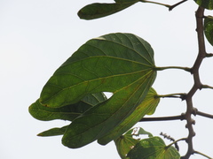 Bauhinia variegata