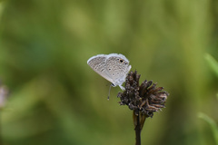 Hemiargus ceraunus astenidas