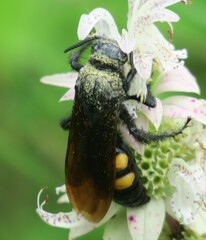 Pygodasis quadrimaculata