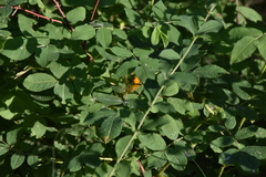 Puccinia coronata