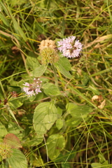 Mentha aquatica