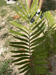 Zamia pumila