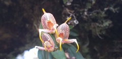 Masdevallia amanda