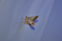 Frederickia nigricomma