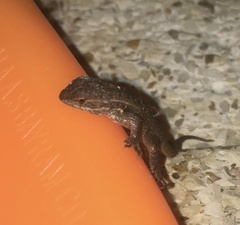 Sceloporus variabilis