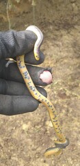 Atractus paisa