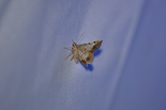 Frederickia nigricomma