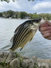 Morone mississippiensis