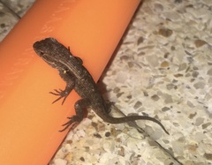 Sceloporus variabilis