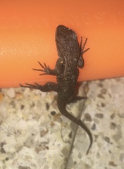 Sceloporus variabilis