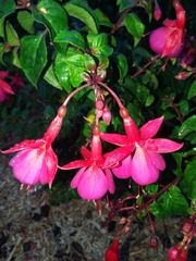 Fuchsia × hybrida