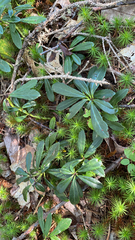 Chimaphila umbellata