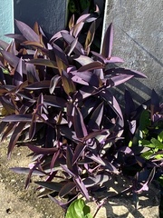 Tradescantia pallida