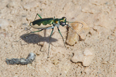 Eunota circumpicta