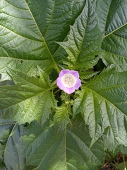 Nicandra physalodes