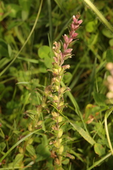 Odontites vernus