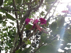 Bauhinia variegata