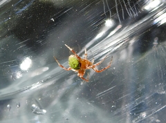 Araneus detrimentosus