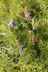 Vicia cracca