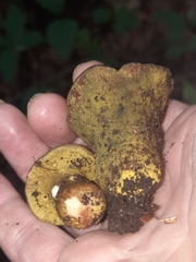 Hypomyces luteovirens