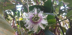 Passiflora edulis