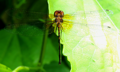 Macrothemis