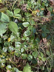 Rubus hispidus