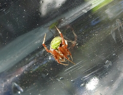 Araneus detrimentosus