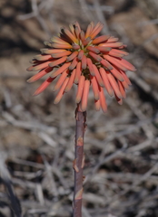 Aloe