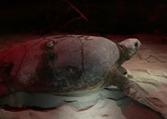 Eretmochelys imbricata