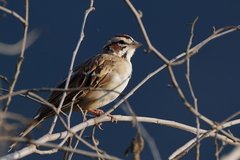 Chondestes grammacus