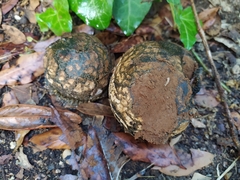 Pisolithus arhizus