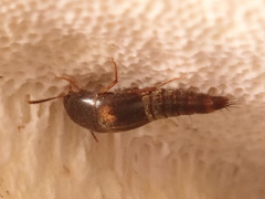 Sepedophilus bipustulatus