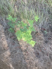 Cardiospermum halicacabum