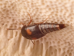 Sepedophilus bipustulatus