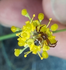 Synema globosum