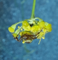 Synema globosum