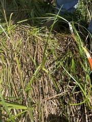 Cyperus esculentus